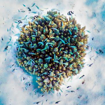 Corail Ruche, Maldives © Etienne Pierart